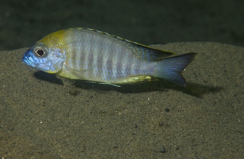 Lethrinops sp. 'yellow collar' Chiofu